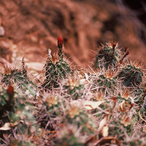 Hedgehog Cactus