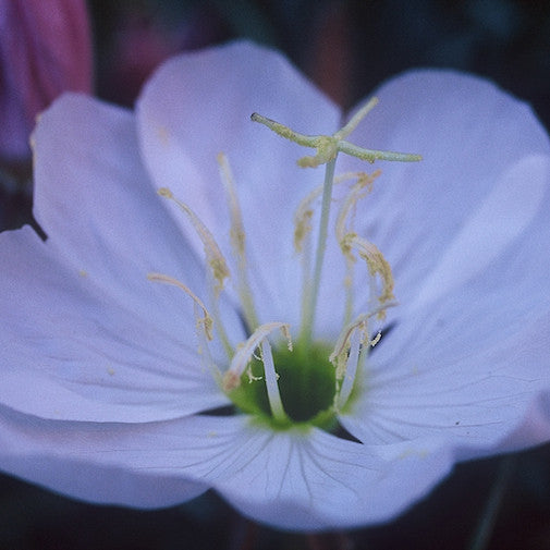 White-Tufted Evening Primrose