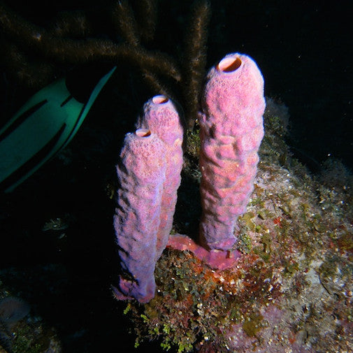 Agelas Brown Tube Sponge