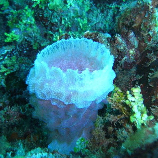 Azure Vase Sponge Organic, handcrafted, healing flower essences