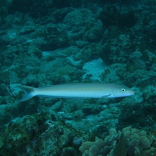 Barracuda