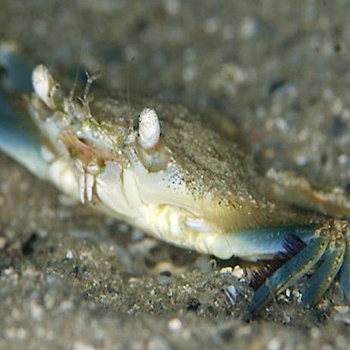 Blue Crab