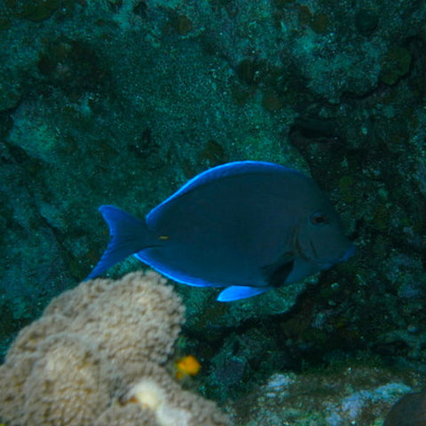 Blue Tang