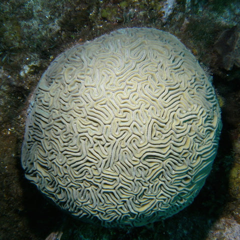 Brain Coral