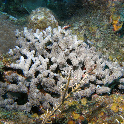 Branched Flower Coral