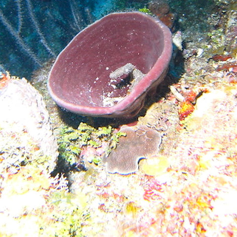 Brown Bowl Sponge