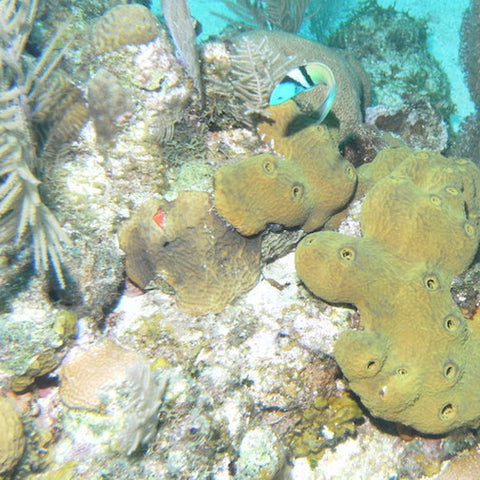 Brown Variable Sponge