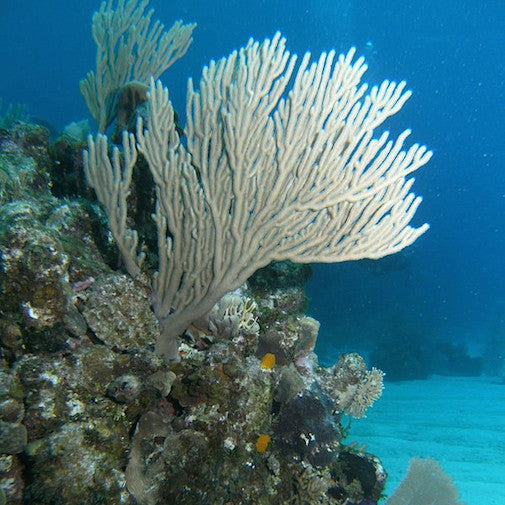 Fan Coral
