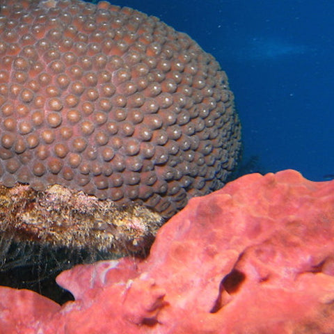 Great Star Coral