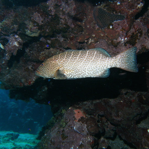 Grouper