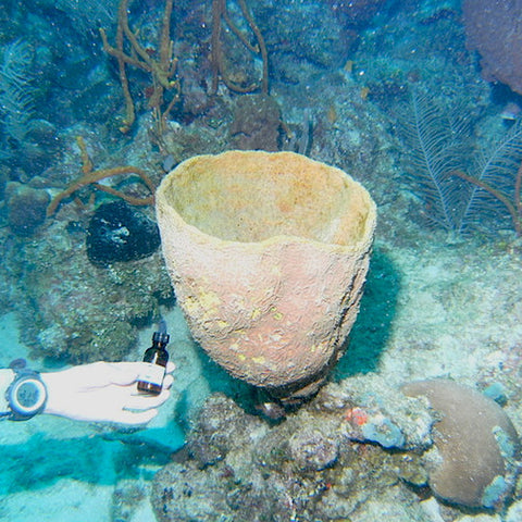 Netted Barrel Sponge