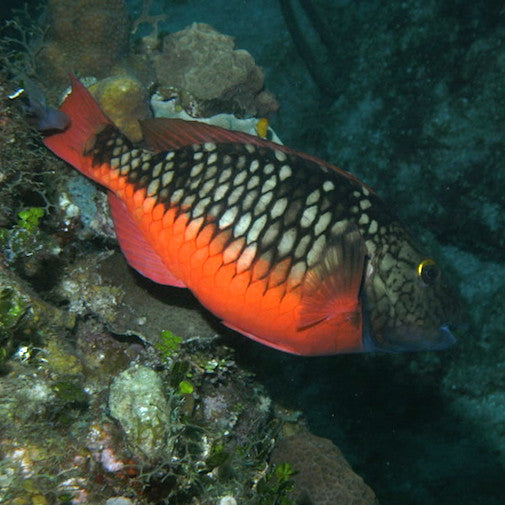 Parrotfish