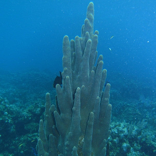 Pillar Coral