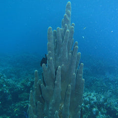 COPULARE CORAL LIFTER ハイエンドインシュレーター 3個 CaribbeanSet_PillarCoral_505_m