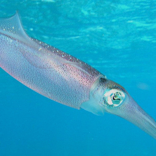 Reef Squid