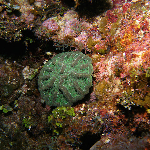 Ridged Cactus Coral