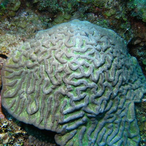 Ridgeless Cactus Coral