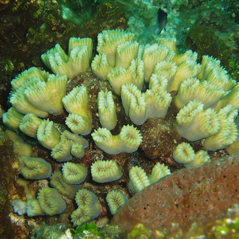 Smooth Flower Coral
