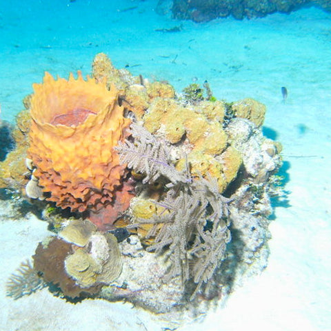 Yellow Vase Sponge