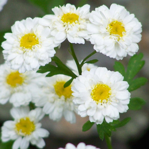 Feverfew
