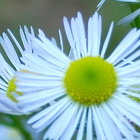 Fleabane