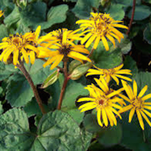 Ligularia