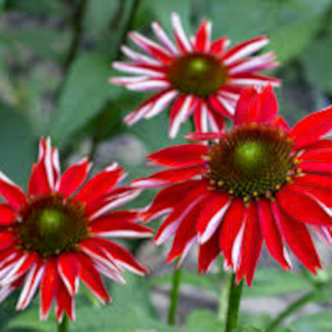 Red Echinacea