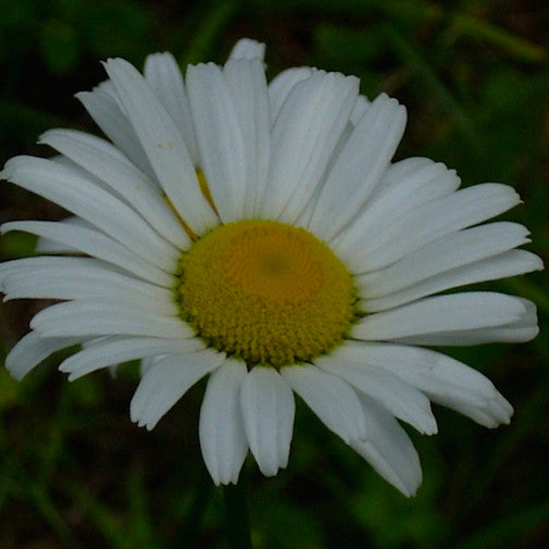 Shasta Daisy
