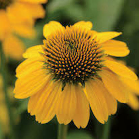 Yellow Echinacea