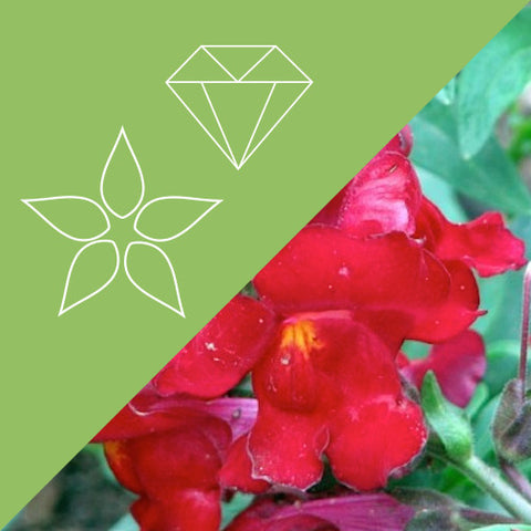 Mahogany Tiger Eye/Snapdragon