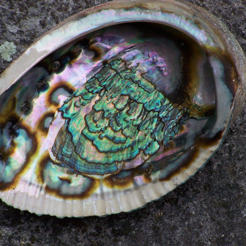 Abalone