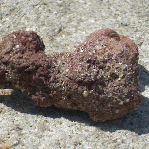 Coprolite