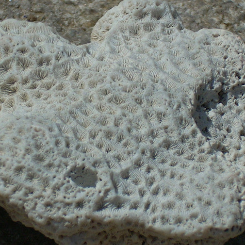 Coral