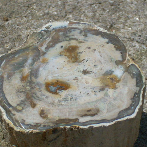 Petrified Wood