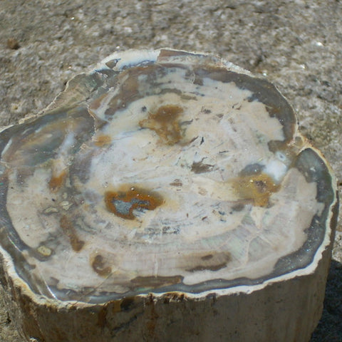 Petrified Wood