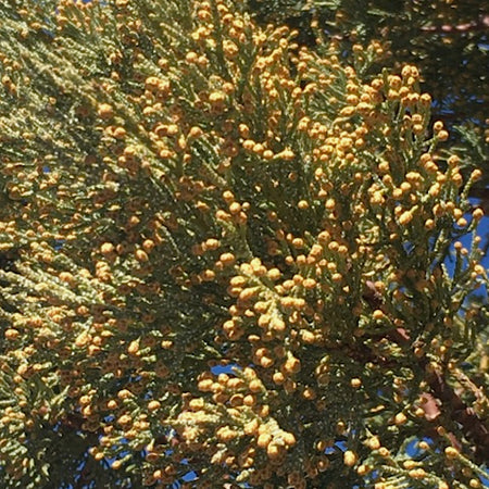 Alligator Juniper