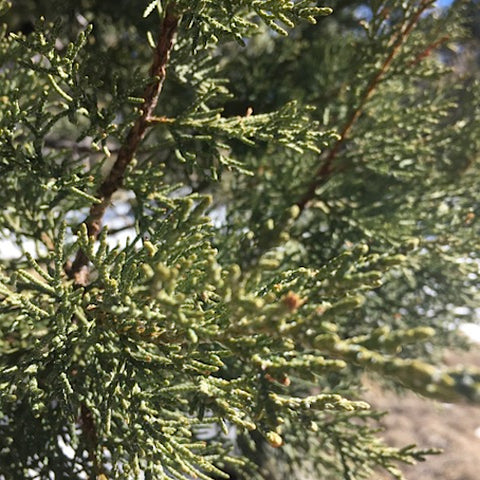 One-Sided Juniper