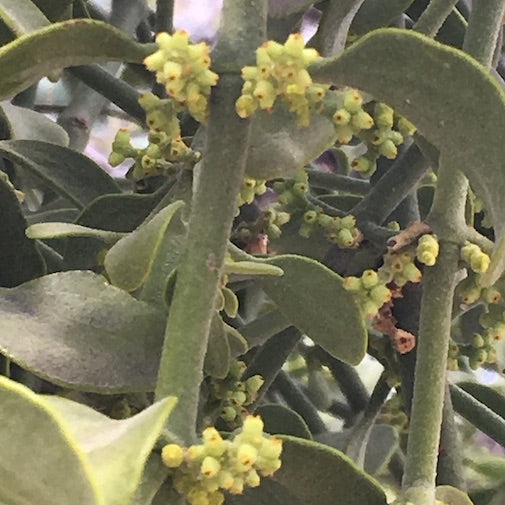 Green Mistletoe