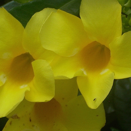 Allamanda