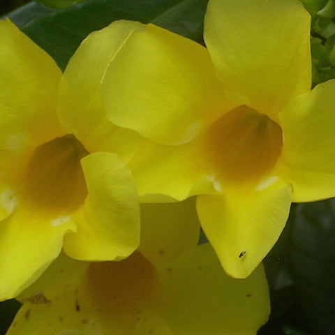 Allamanda
