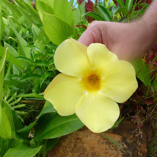 Allamanda