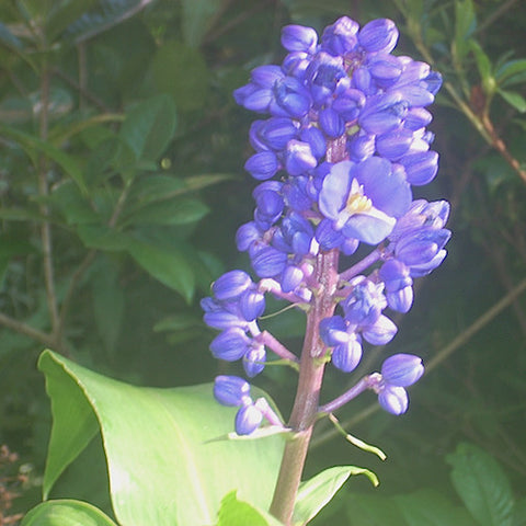Blue Ginger
