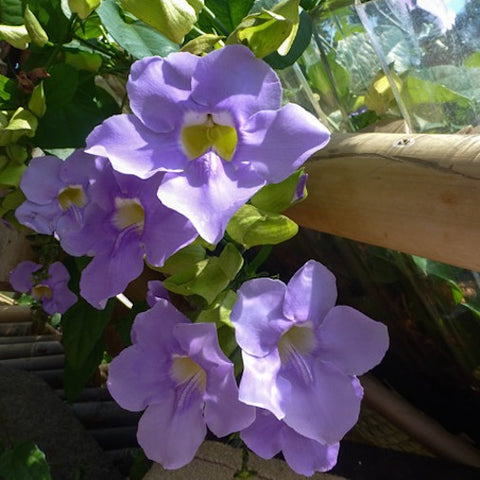 Blue Thunbergia