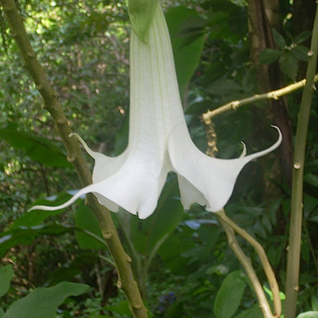ぱぱさん専用　DaTuRa HawaiiSet_Datura_505_450x450.