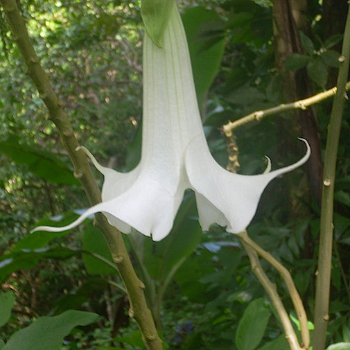 Datura (HI)
