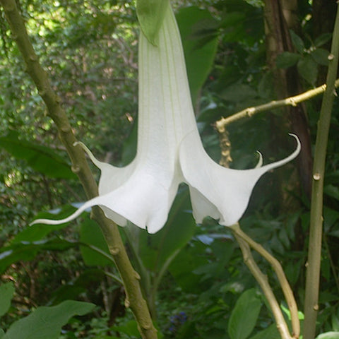Datura (HI)