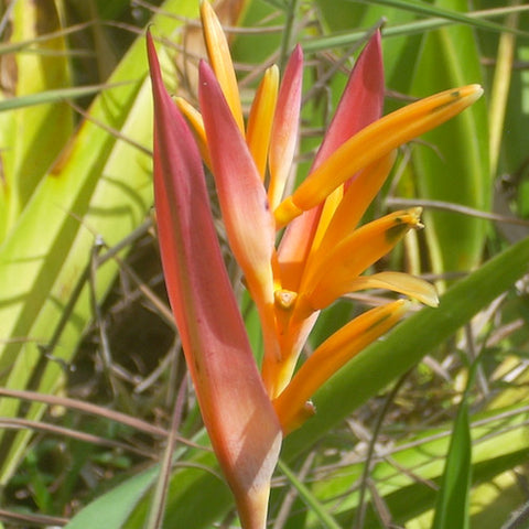 Heliconia (HI)