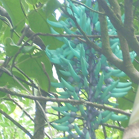 Jade Vine