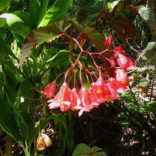 Maui Begonia