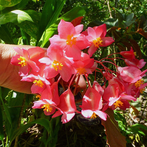 Maui Begonia